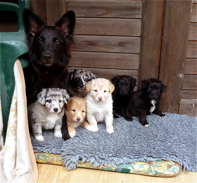 Familier