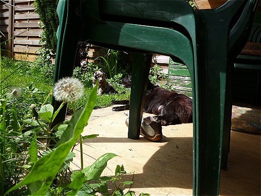 Garten4 Garten4