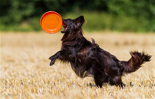 Hawaiifrisbee4