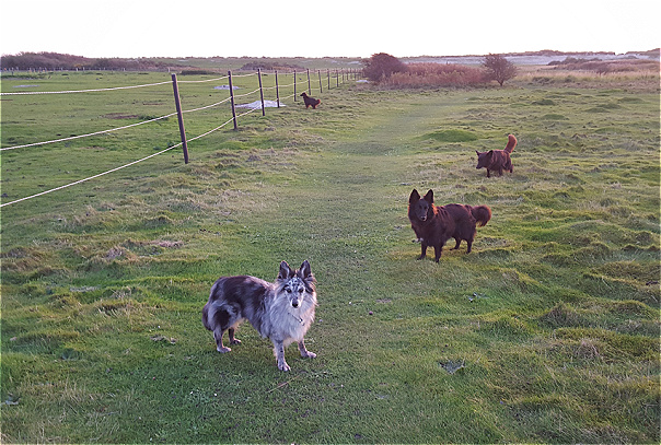 Hundeauslauf1