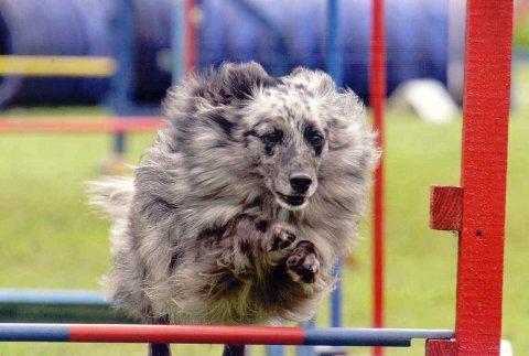 Kopie von Agility