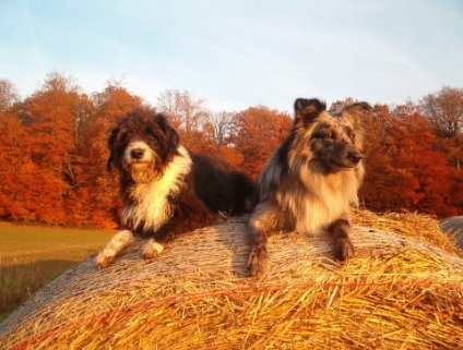 Kopie von charlieronjaherbst