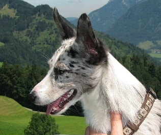 Kopie von shaneberge2 Kopie von shaneberge2