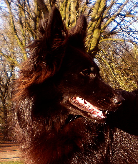 Kyaragrossportrait