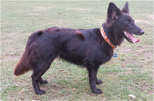 Lassie2220314 Lassie2220314