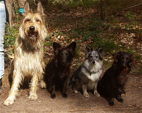 Lassie2404142 Lassie2404142