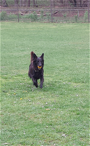 Lassie6woball Lassie6woball