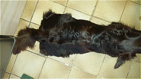 Lassie6woliegt Lassie6woliegt