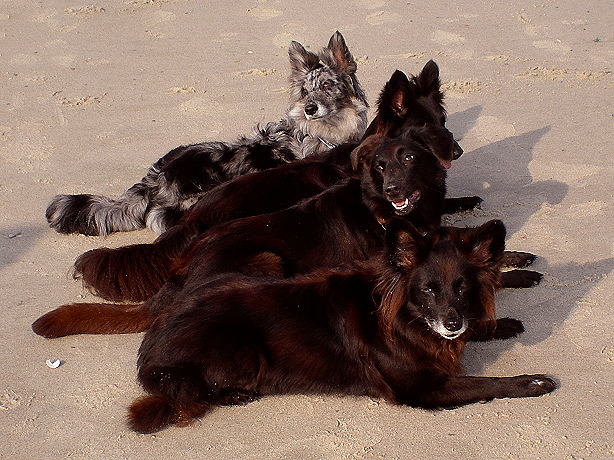 allevierliegenstrand