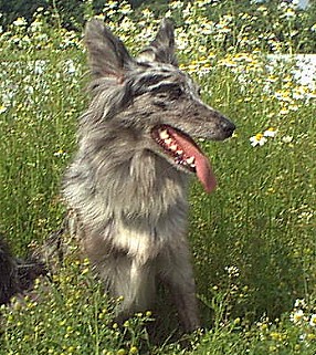 bibimitkamille