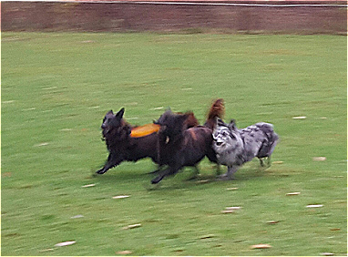 frisbee1