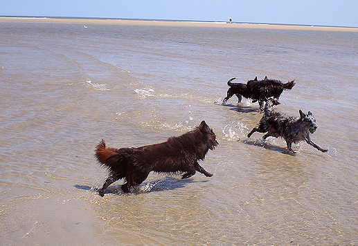 hunderennenstrand