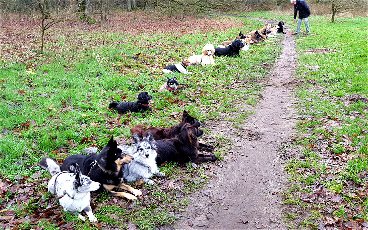 hundeschule