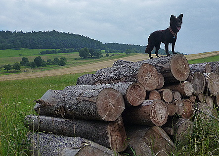 ichbindielassie