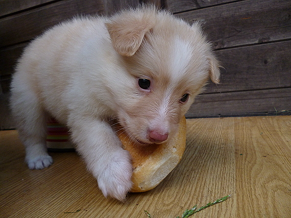 oakiebrotchen