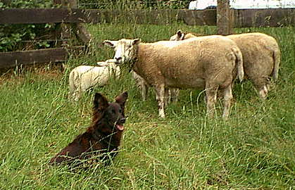 sionaschafenullbock